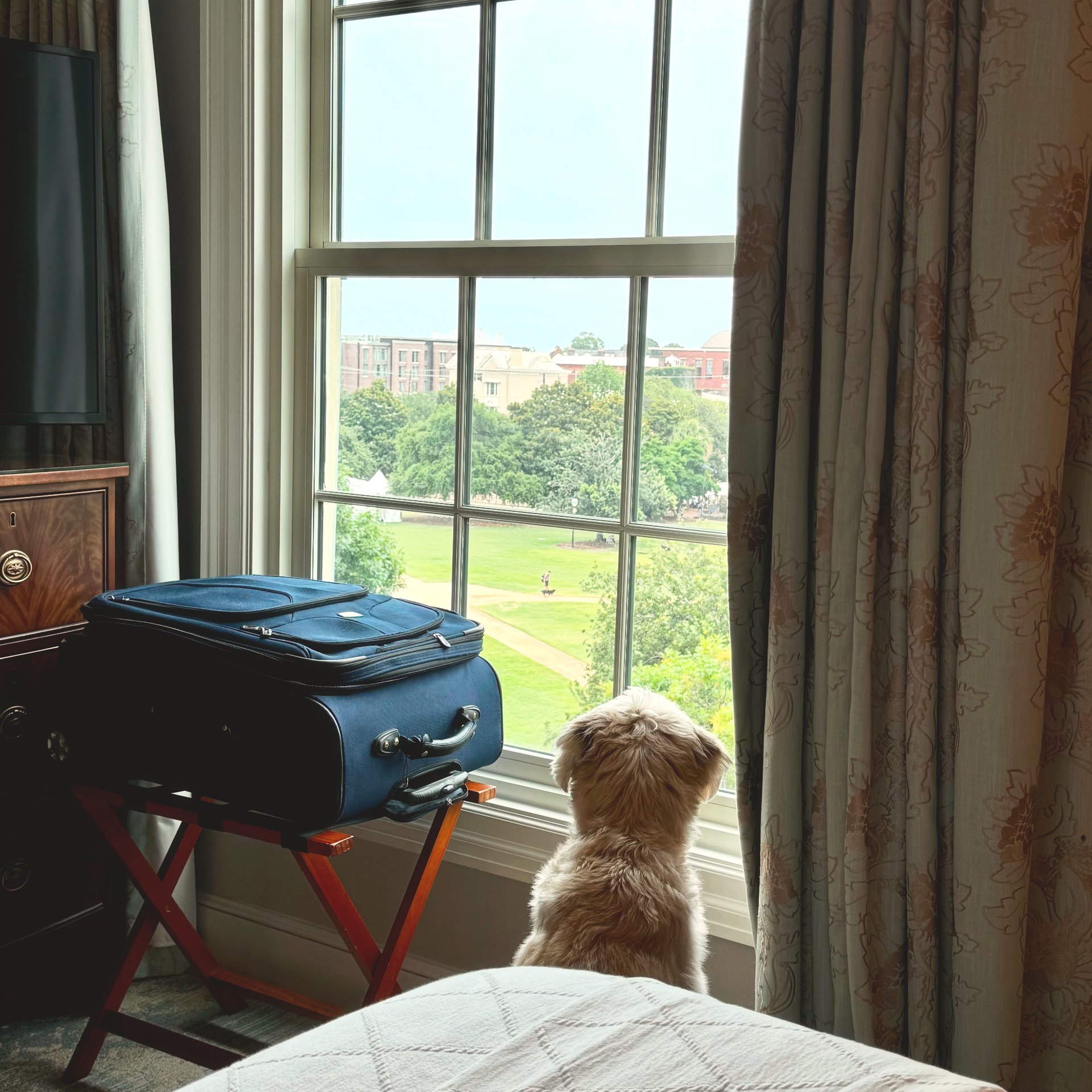 A small dog looking out of a Hotel Bennett window across Marion Square in Charleston