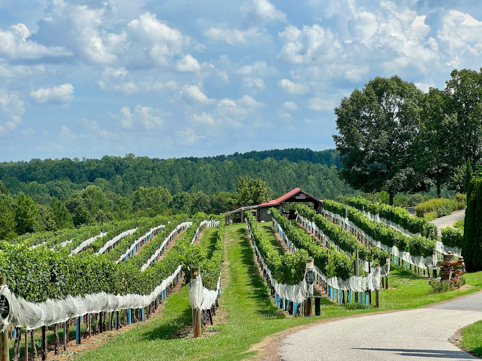 Netted vineyard rows running toward a red-roofed barn in the Tryon Foothills of Polk County, North Carolina