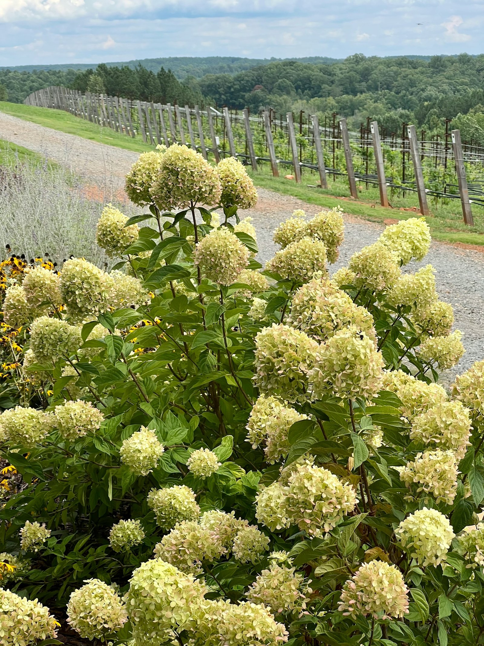 Vineyard rows under netting running toward a wooded ridge on the Blue Ridge escarpment in western North Carolina