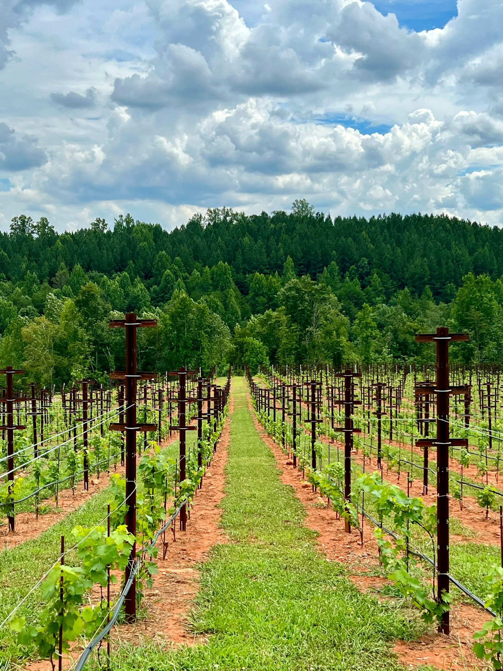 Young trellised vines in red clay soil with the tree line behind, Tryon Foothills, Polk County, North Carolina