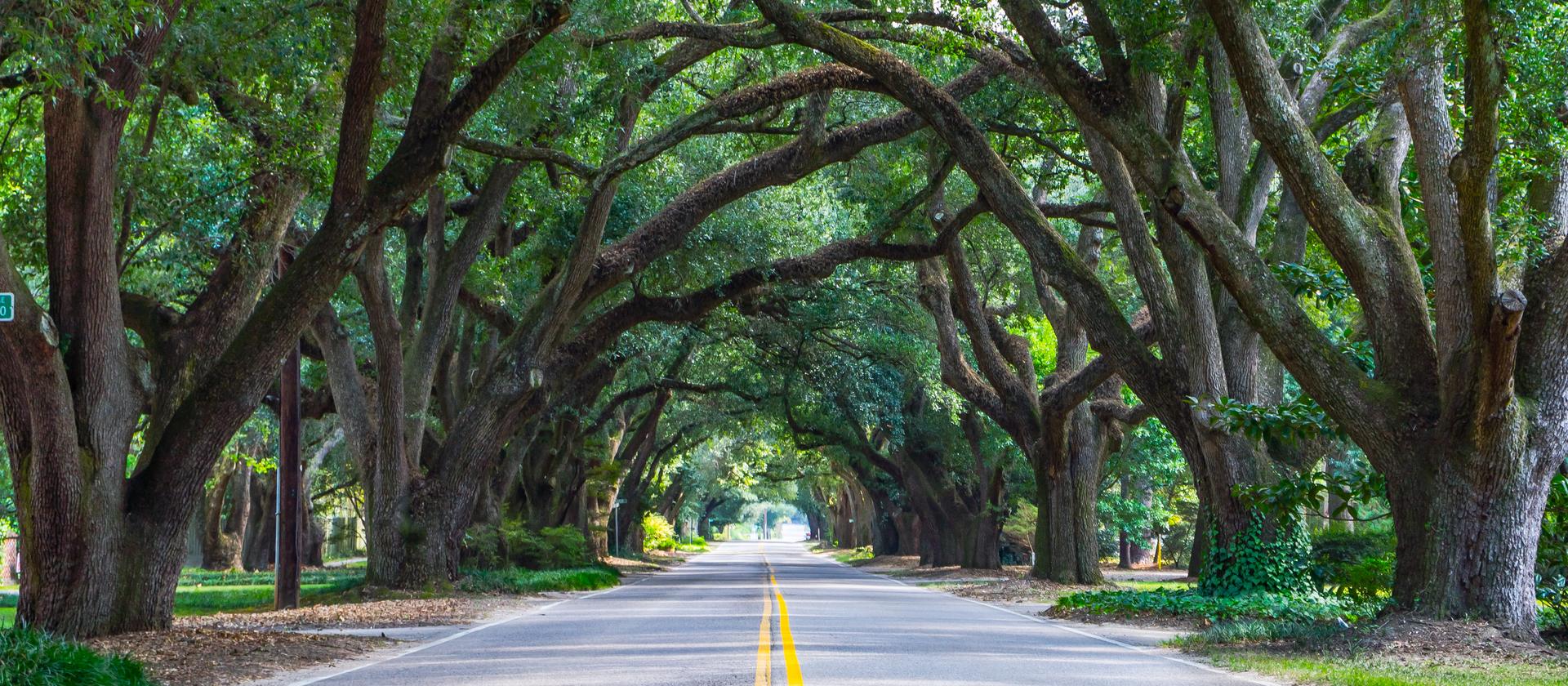 The live oak canopy over South Boundary Avenue in Aiken
