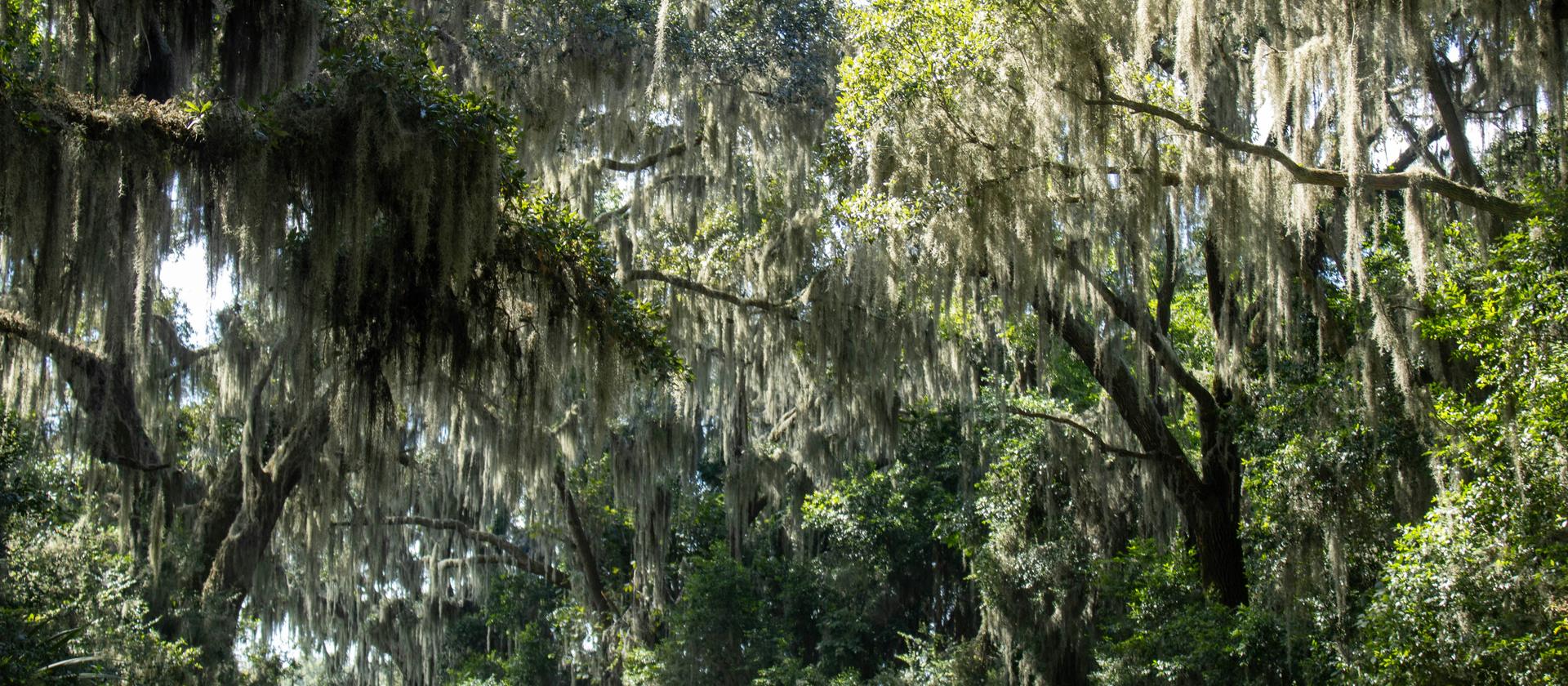 A lane under live oaks hung with Spanish moss on Hilton Head Island