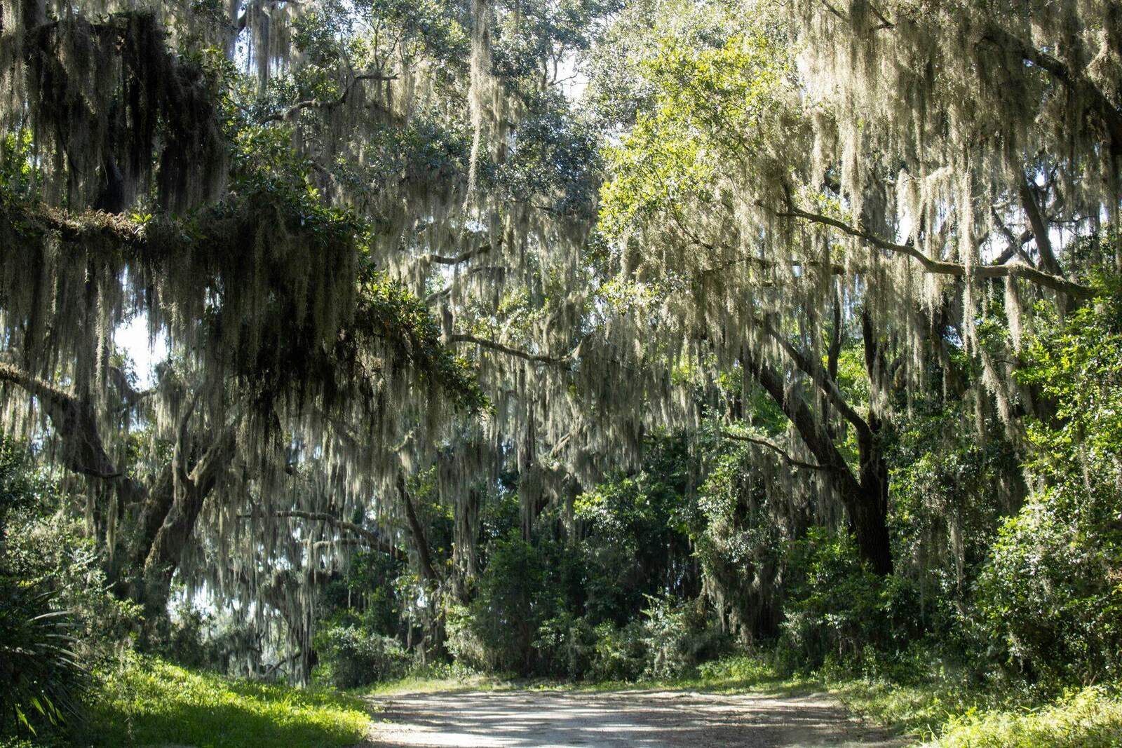 A live oak draped in Spanish moss over a Lowcountry drive