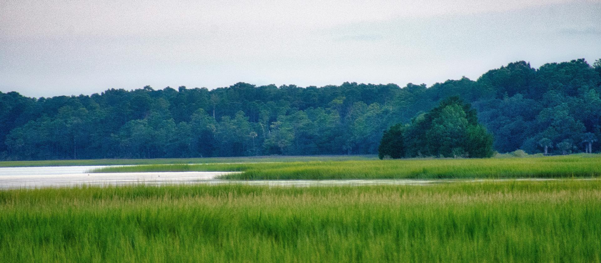 Green marsh grass against a hardwood tree line in Mount Pleasant