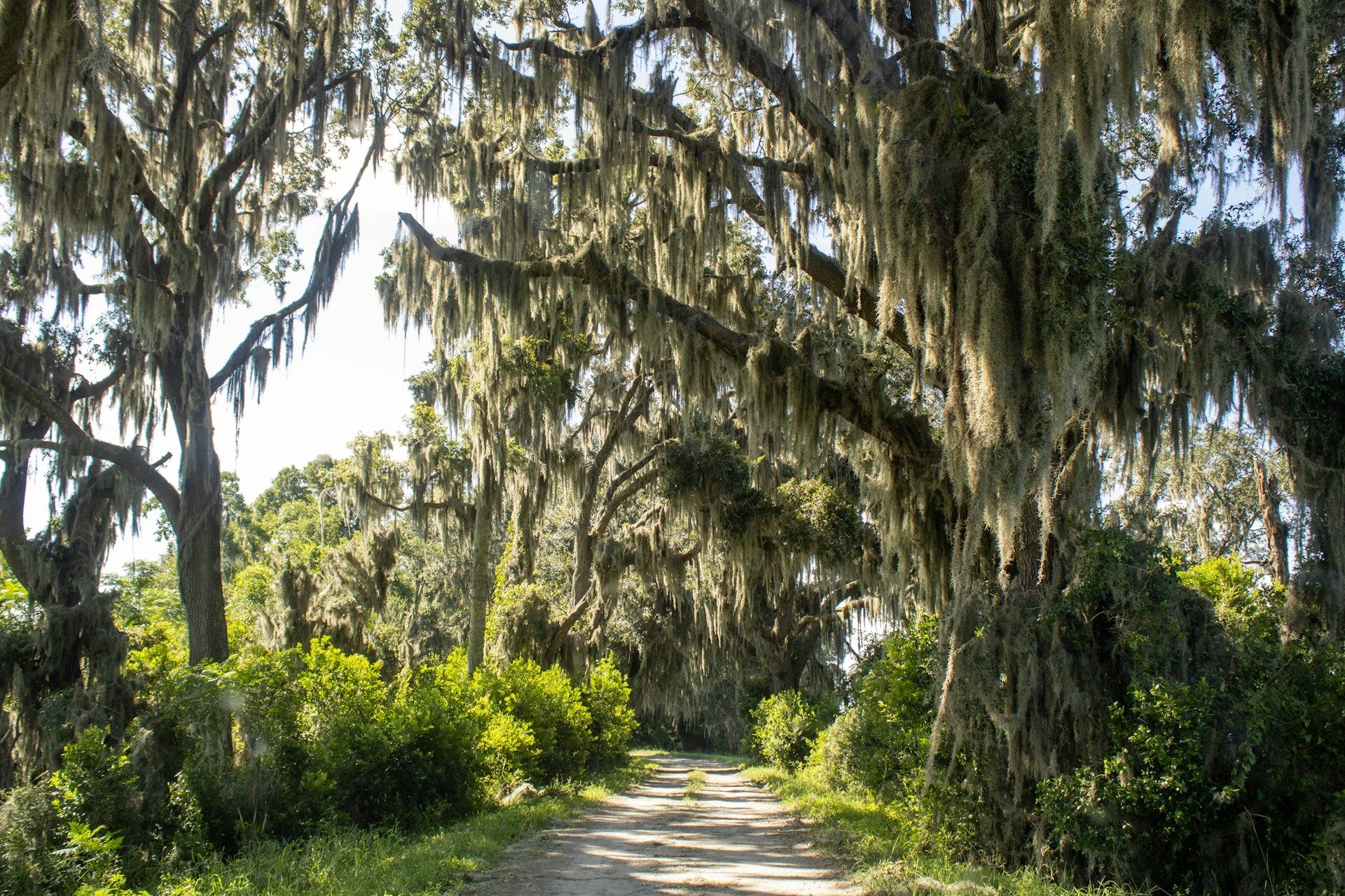 Live oaks and Spanish moss over a Lowcountry lane near the May River